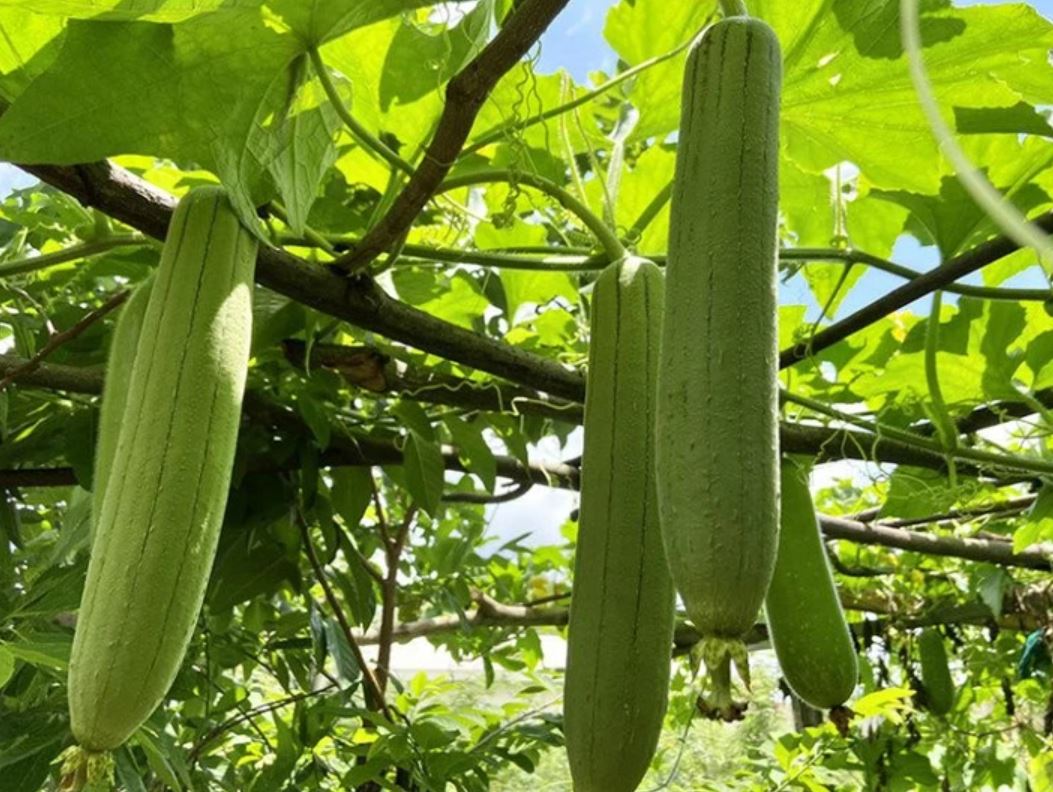 5 không khi ăn mướp - Ảnh 2.
