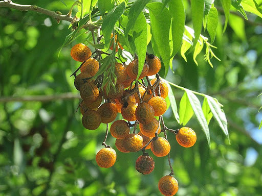 Vì sao Hà Nội cấm trồng loài cây quen thuộc với người Việt, quả chín mang hương thơm, hạt chứa dầu có thể làm xà phòng? - Ảnh 1.