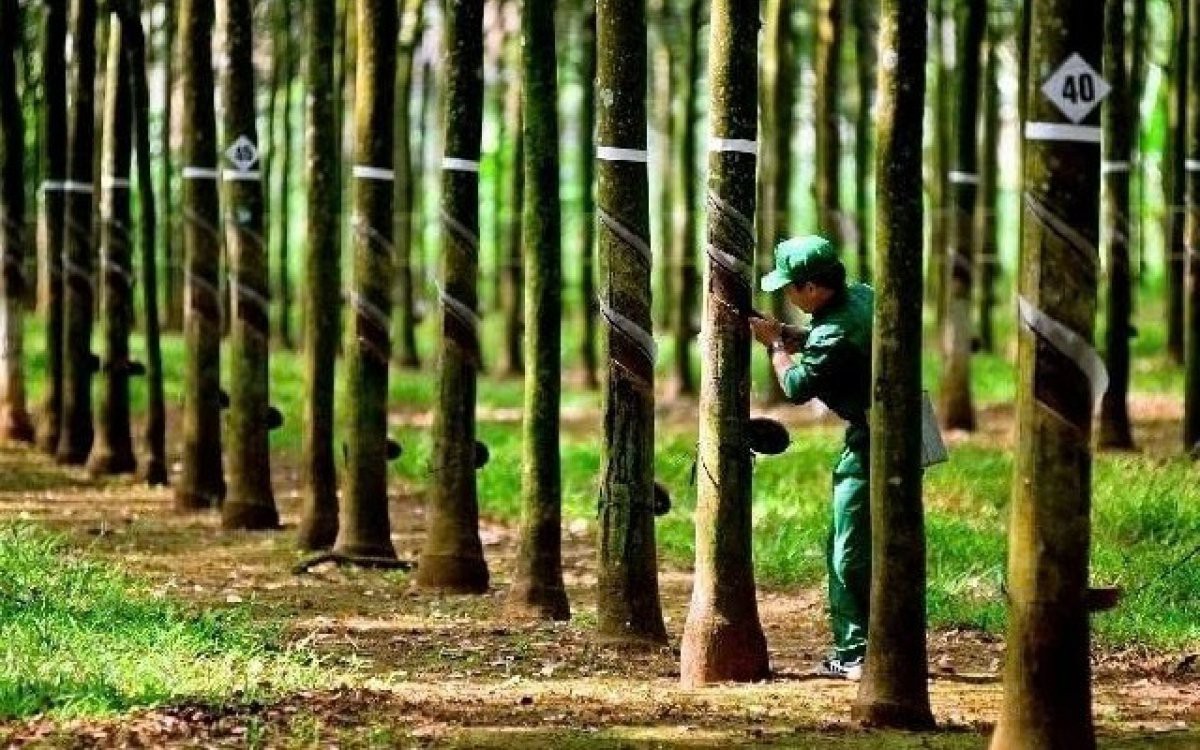 Công ty cao su báo doanh thu cao nhất 55 quý, cổ phiếu đã tăng 30% trong 3 tháng qua