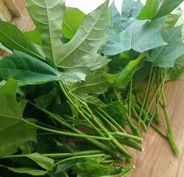Loại rau "trường thọ" được nhiều người ưa chuộng, chuyên gia cảnh báo tuyệt đối không ăn sống - Ảnh 1.