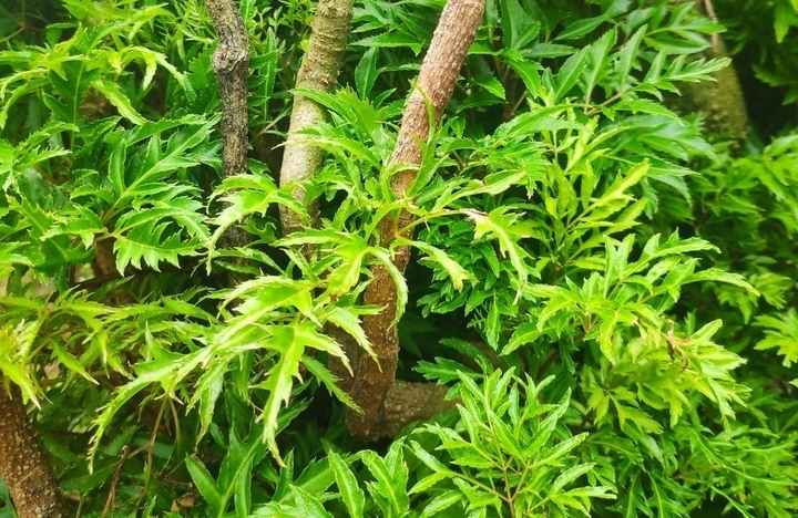 Đinh lăng - 'nhân sâm của người nghèo': Dùng sai cách coi chừng rước họa- Ảnh 1.