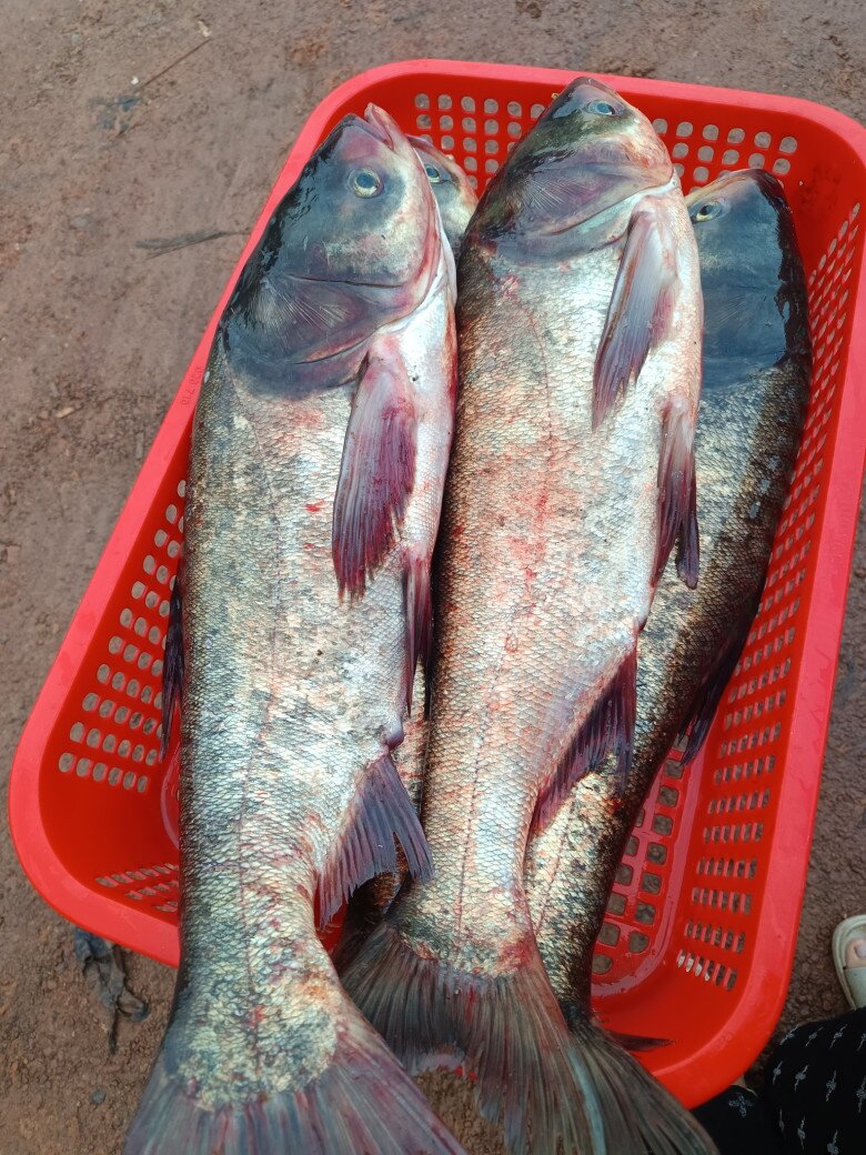 Loài cá thường bị chê vì mùi tanh nhưng lại là “kho báu” Omega-3 cực tốt cho sức khỏe- Ảnh 1.