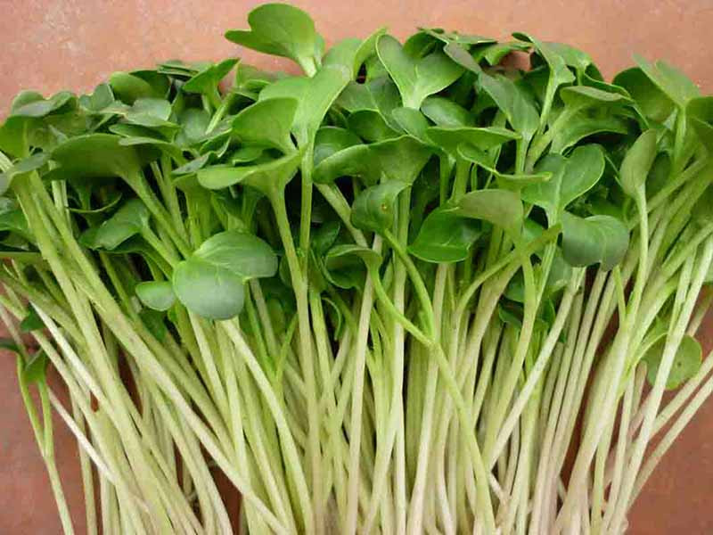Chợ Việt sẵn 5 loại rau là 