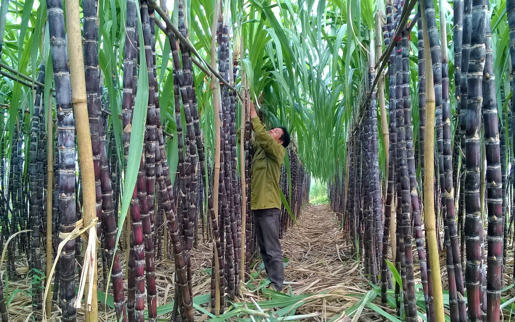 Mía đường Sơn La báo lãi sau thuế giảm 72%, chốt ngày chia cổ tức 100% bằng tiền mặt 