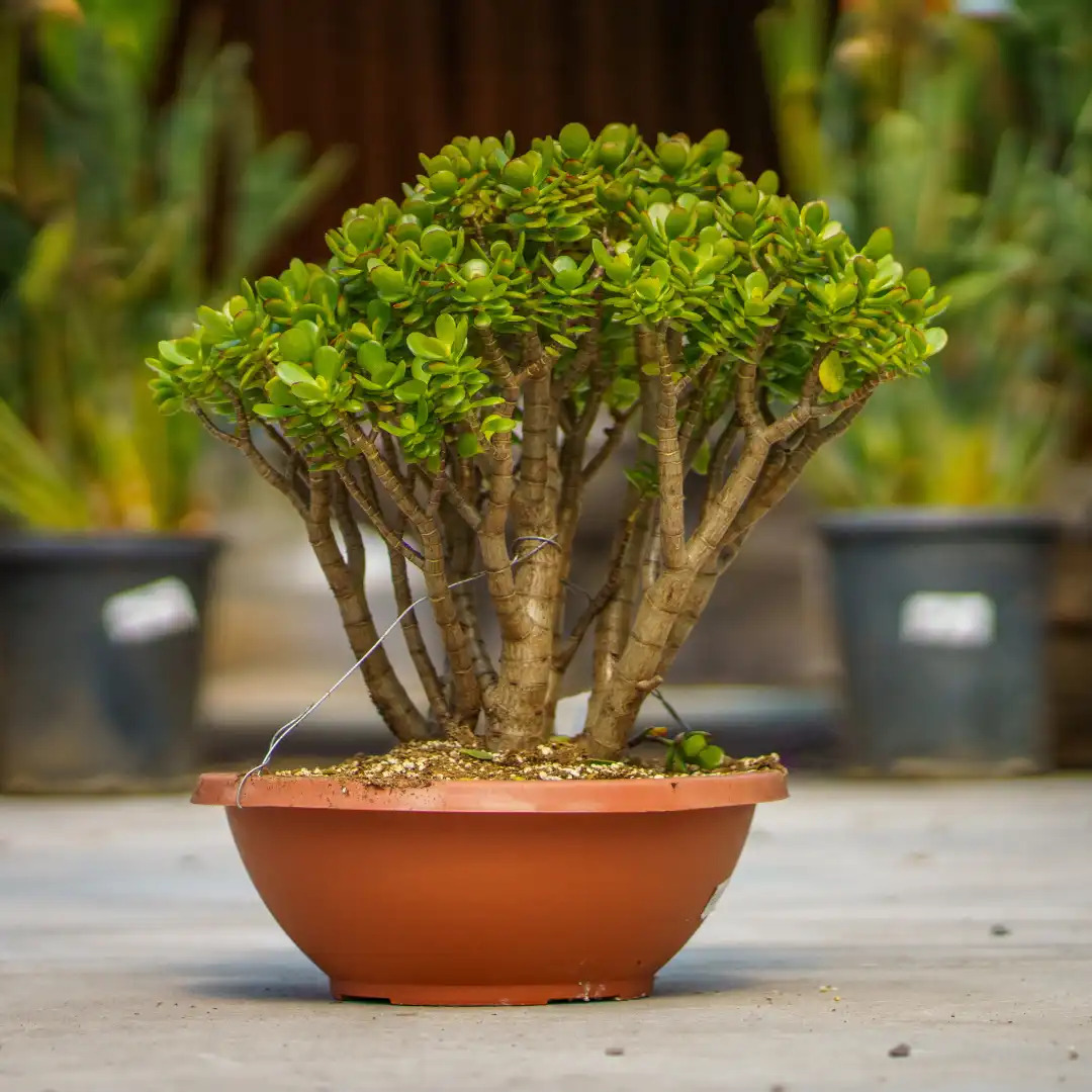 5 loại cây được ví như “nam châm hút tài lộc”: Vừa đẹp, vừa dễ trồng - Ảnh 2.