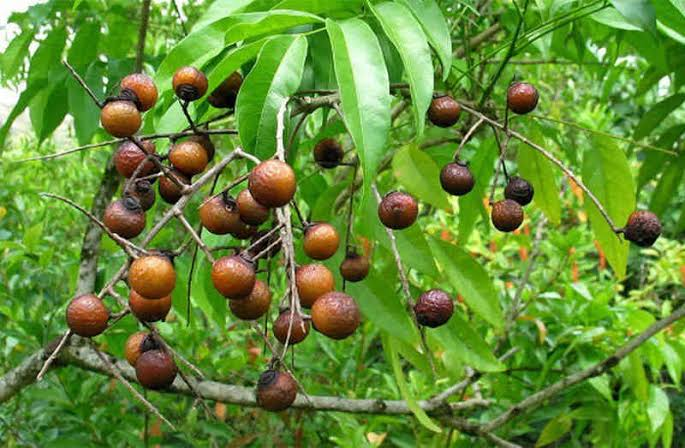 Vì sao Hà Nội cấm trồng loại cây có quả quen thuộc, nhiều nhà từng dùng thay xà phòng, chất tẩy rửa đồ, quần áo? - Ảnh 1.