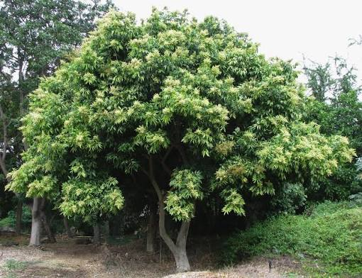 Vì sao Hà Nội cấm trồng loại cây có quả quen thuộc, nhiều nhà từng dùng thay xà phòng, chất tẩy rửa đồ, quần áo? - Ảnh 4.