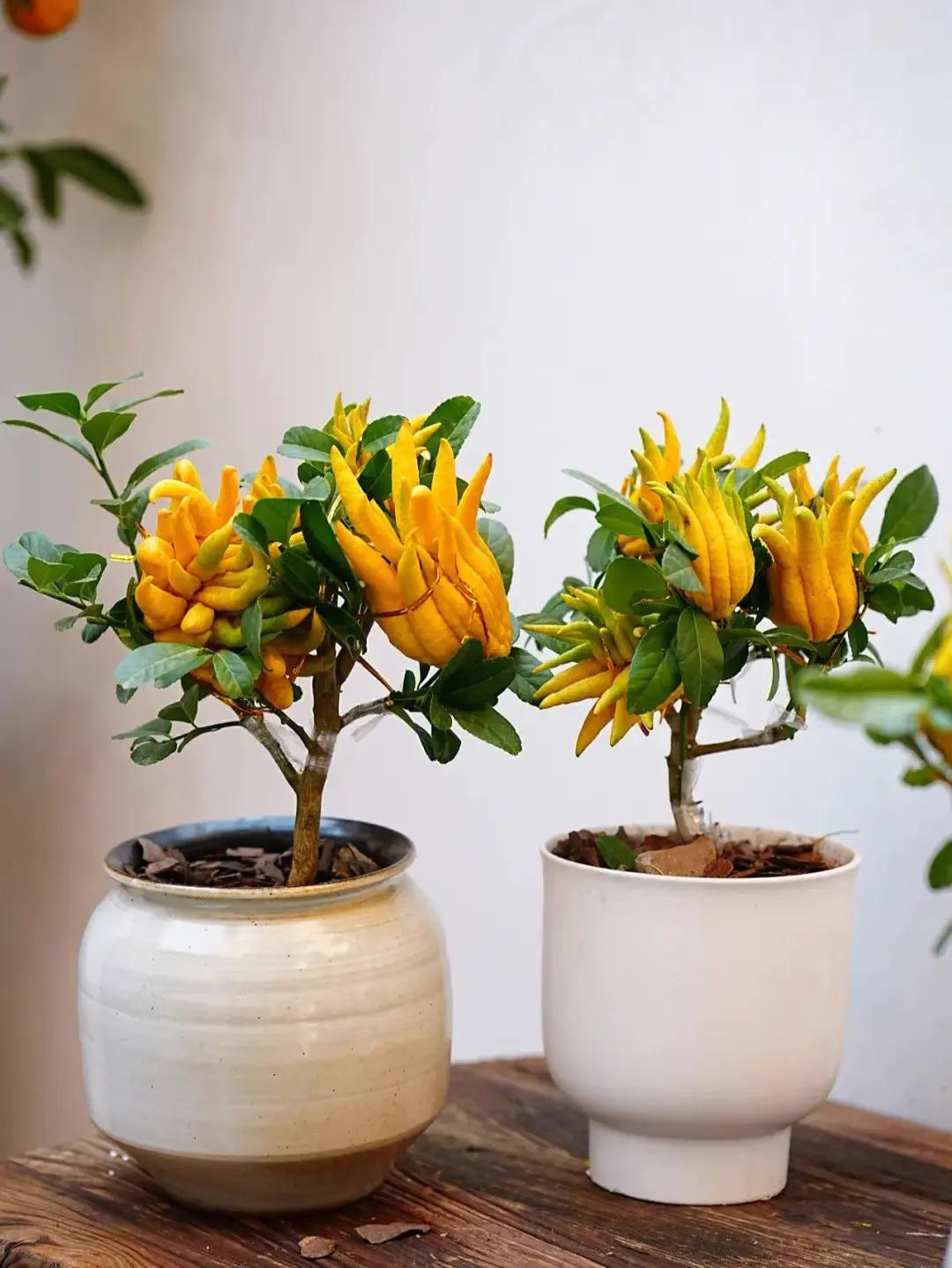 Người giàu nâng niu 3 loài cây này như báu vật trong nhà: Một cây nở hoa, một cây kết trái, một cây chỉ đứng im cũng toát ra vẻ phú quý - Ảnh 2.