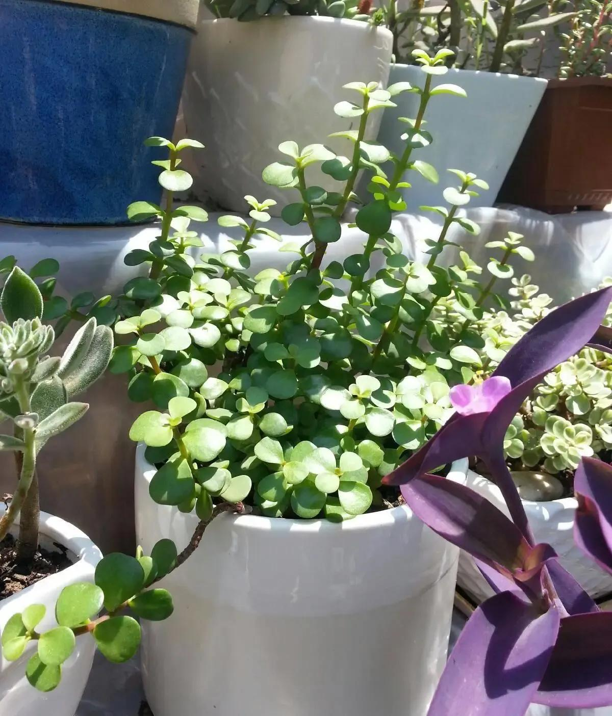Người giàu nâng niu 3 loài cây này như báu vật trong nhà: Một cây nở hoa, một cây kết trái, một cây chỉ đứng im cũng toát ra vẻ phú quý - Ảnh 3.