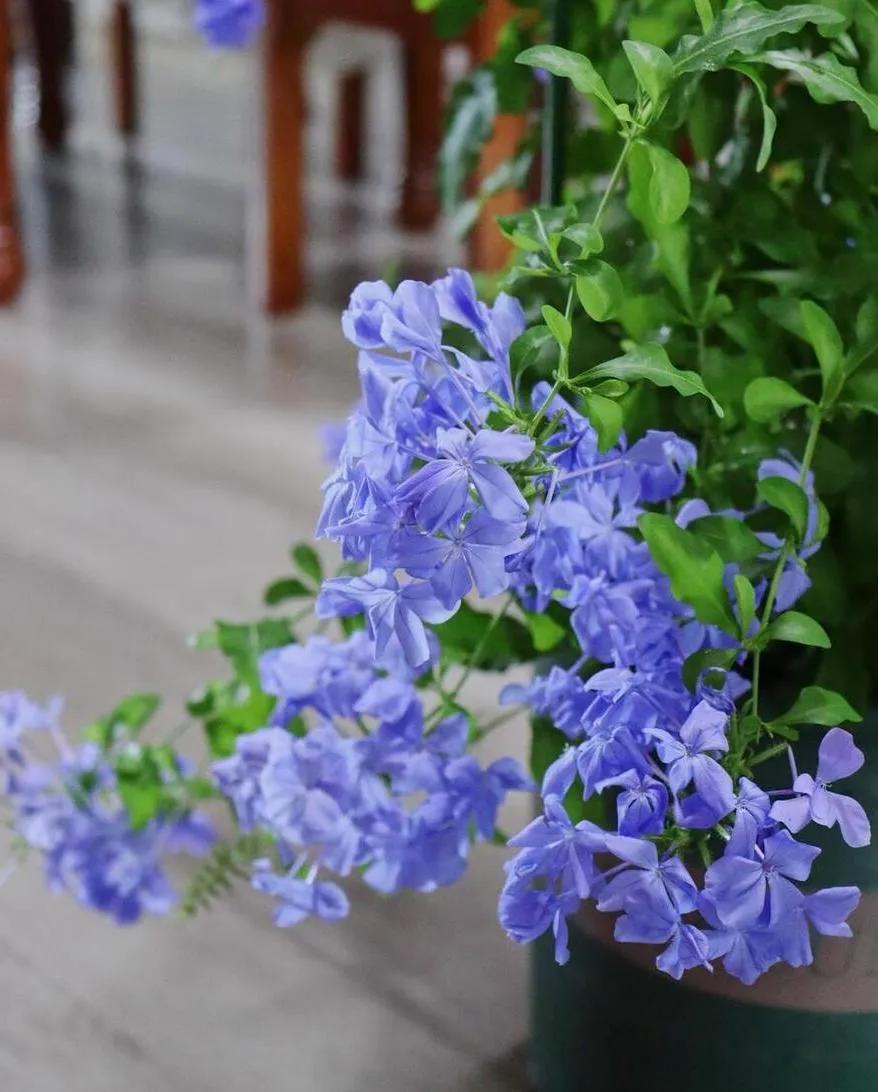 Nếu cổ tích có một khu vườn, 5 loài hoa này nhất định được trồng đầu tiên: Loài gom màu trời xanh vào cánh hoa, loài treo chuông tím giữa lưng chừng gió - Ảnh 2.