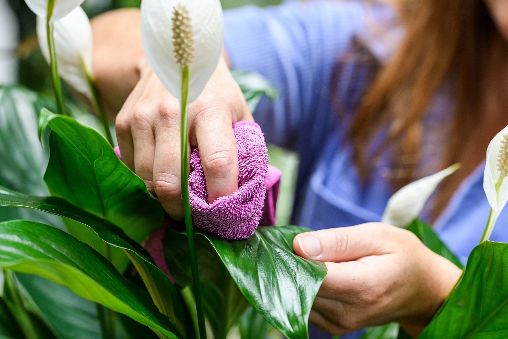 Nhiều người trồng cây lan ý trong nhà, hóa ra không chỉ để làm cảnh - Ảnh 3.
