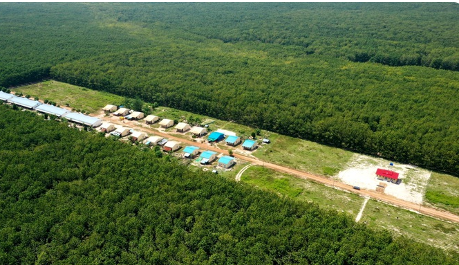 Việt Nam có một đại gia sang Campuchia xây ‘thủ phủ’ cao su: Diện tích trồng hơn 90.000 ha, thu về hàng nghìn tỷ đồng mỗi năm - Ảnh 1.
