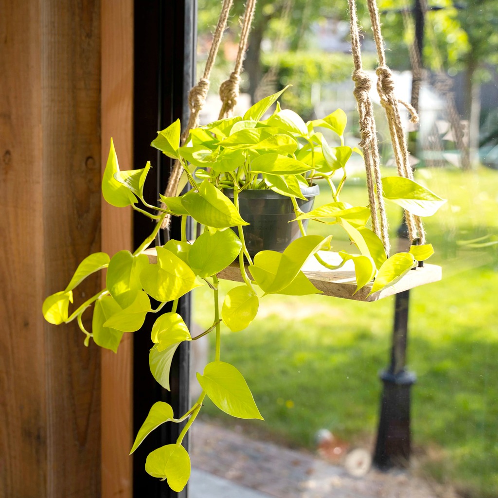 Trồng cây trầu bà trong nhà, chớ nên đặt ở vị trí này kẻo "hao tài, tán lộc" - Ảnh 2.