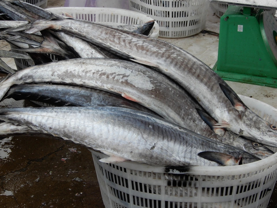 5 loại cá ra chợ thấy phải mua ngay kẻo hết: Không thể nuôi nhân tạo, xương ít, thịt ngon, cực tốt cho sức khỏe- Ảnh 4.
