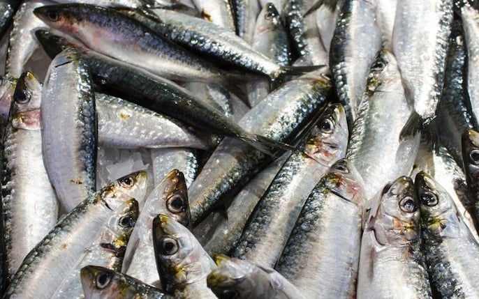 5 loại cá ra chợ thấy phải mua ngay kẻo hết: Không thể nuôi nhân tạo, xương ít, thịt ngon, cực tốt cho sức khỏe- Ảnh 2.