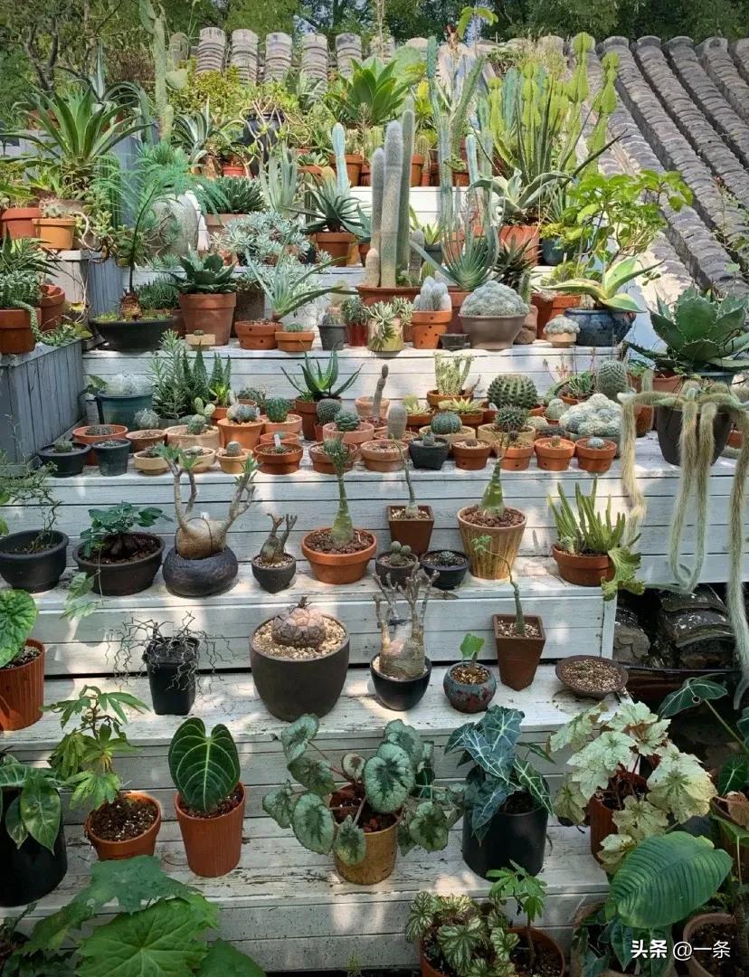 Gần 40 tuổi, người phụ nữ bỏ việc để thuê hơn 10.000m² đất hoang: 4 năm sau, nơi này thành khu vườn khiến nhiều người ao ước - Ảnh 6.