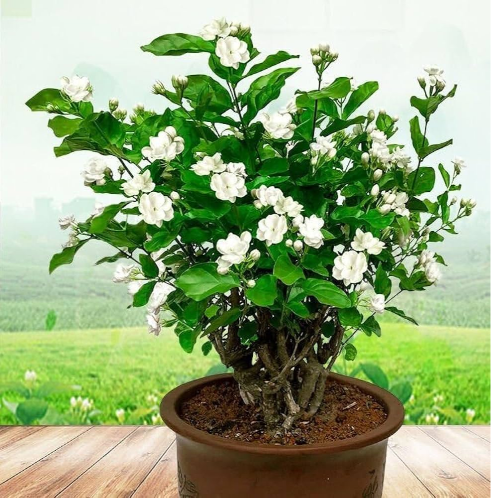 4 loại cây "hút" vận may, hãy trồng trong nhà ngay- Ảnh 2.
