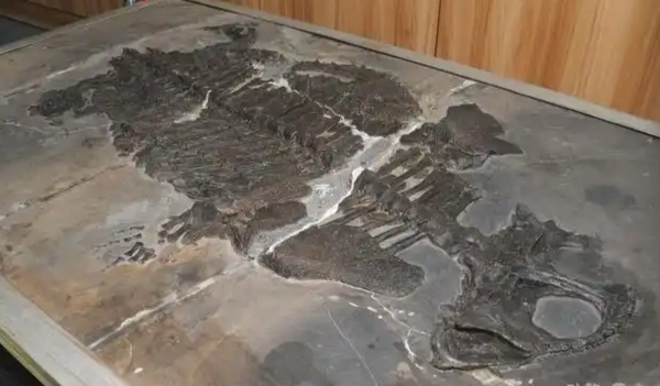 Phát hiện một loài vật mới bí ẩn có niên đại 237 triệu năm, quy luật sinh thái phải viết lại hoàn toàn - Ảnh 1.