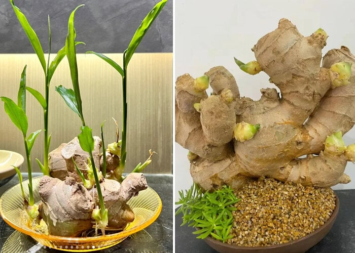 Nhà nào đang trồng gừng nên biết 4 điều quan trọng- Ảnh 1.