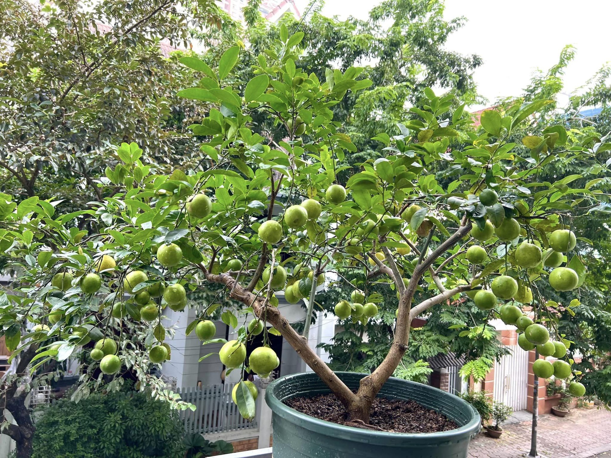Nhiều gia đình trồng cây chanh trong sân vườn, hóa ra không chỉ để lấy lá, quả- Ảnh 1.