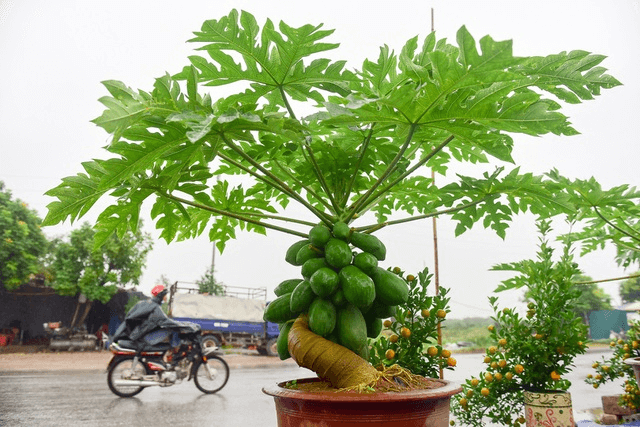Nhiều gia đình trồng đu đủ trong sân vườn, hóa ra không chỉ để lấy quả- Ảnh 1.