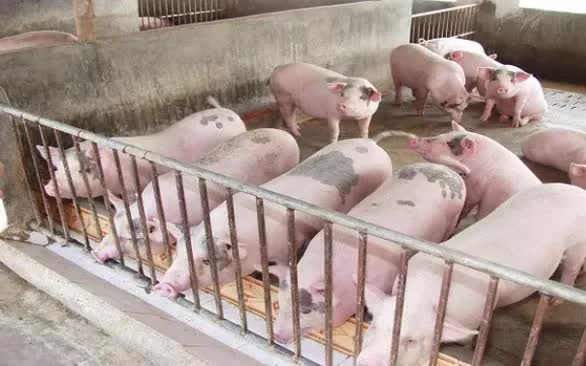 Giá lợn hơi tiếp tục giảm mạnh - Ảnh 1.