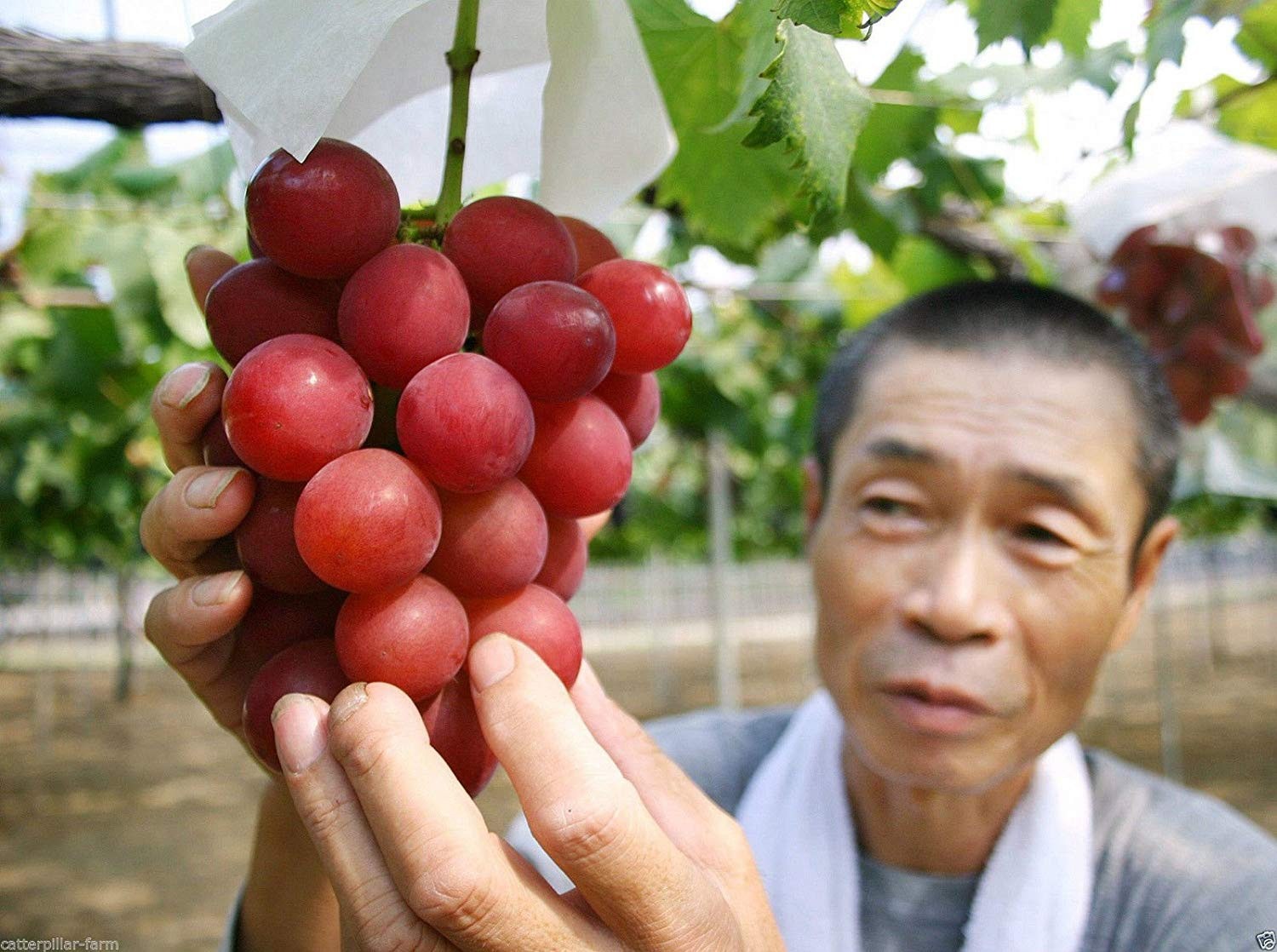 Loại quả quen thuộc, bán đầy chợ ở Việt Nam được người Nhật 'hô biến' thành 'hàng xa xỉ': Mỗi quả phải đạt 31mm, 20g, 18 độ Brix, mất 14 năm để tạo ra - Ảnh 2.