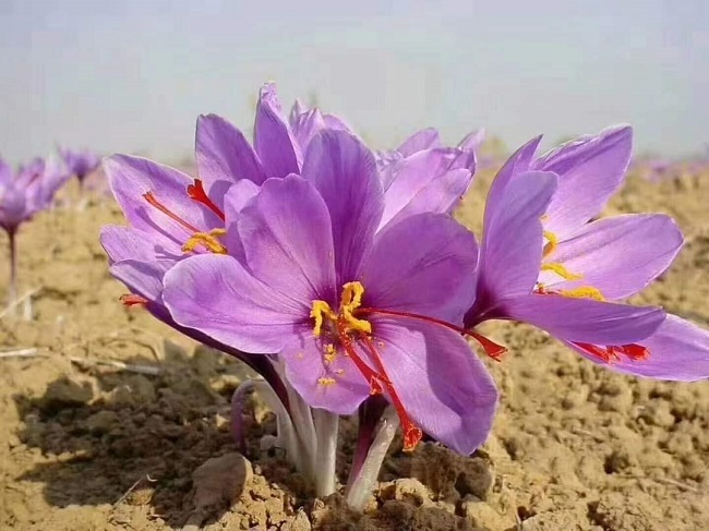Việt Nam từng trồng thành công "vàng đỏ" đắt nhất thế giới: là "kho" chất chống oxy hóa, giá lên tới 500 triệu đồng/kg - Ảnh 2.