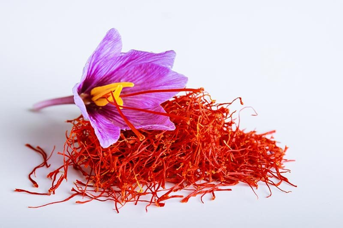 Việt Nam từng trồng thành công "vàng đỏ" đắt nhất thế giới: là "kho" chất chống oxy hóa, giá lên tới 500 triệu đồng/kg - Ảnh 3.
