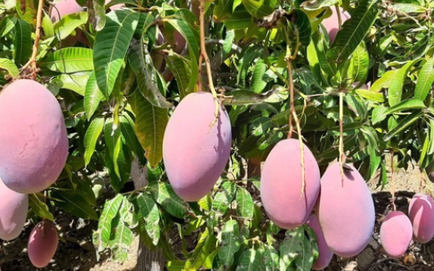 Không phải sầu riêng, Thái Lan lo mất trắng một loại trái cây do lũ lụt: Cây mới cần 4-5 năm mới cho quả, Việt Nam đang sở hữu hơn 100.000 ha
