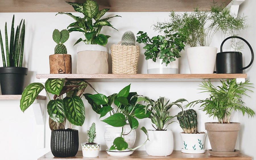 Lời khuyên đến tất cả các gia đình đang trồng cây cảnh trong nhà