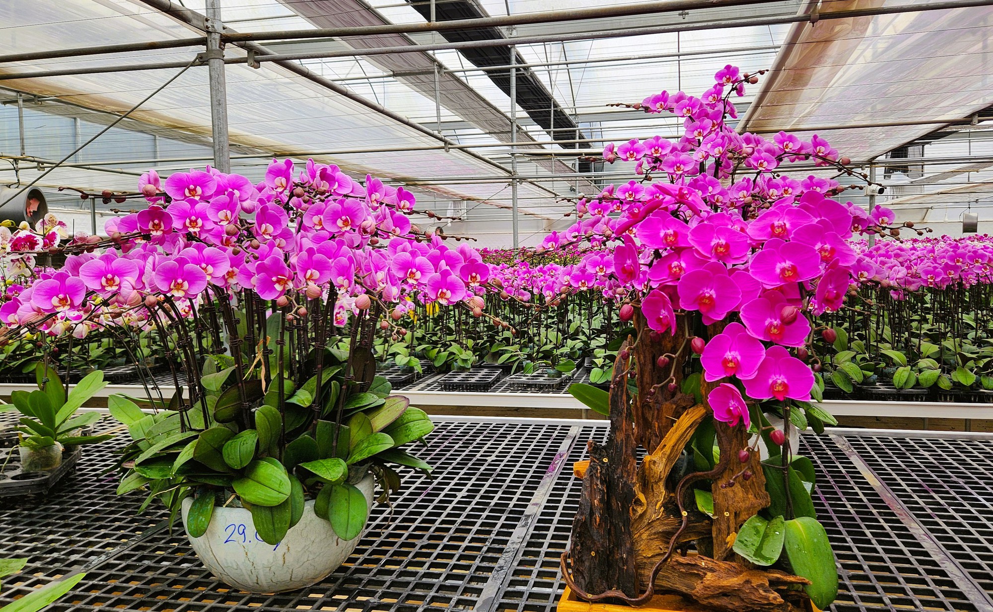 Đầu tư 10 tỉ đồng trồng loài hoa "quý tộc" bán cho người dân chơi Tết - Ảnh 11.