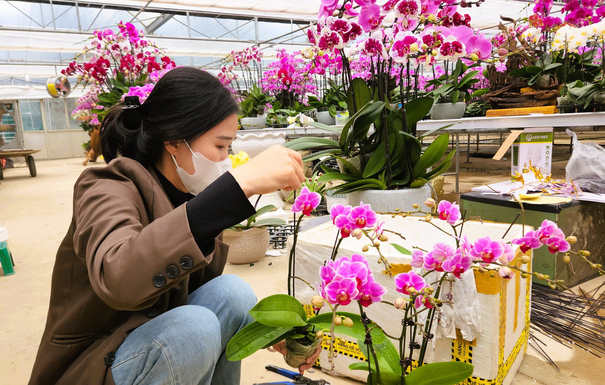 Đầu tư 10 tỉ đồng trồng loài hoa "quý tộc" bán cho người dân chơi Tết - Ảnh 15.