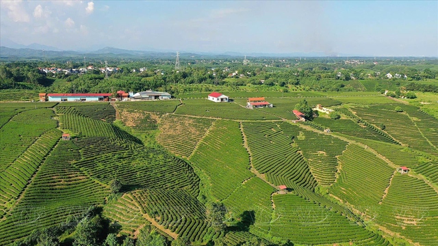 Địa phương miền núi của Việt Nam có chè ngon nức tiếng, giá trên 100 triệu đồng/kg- Ảnh 1.