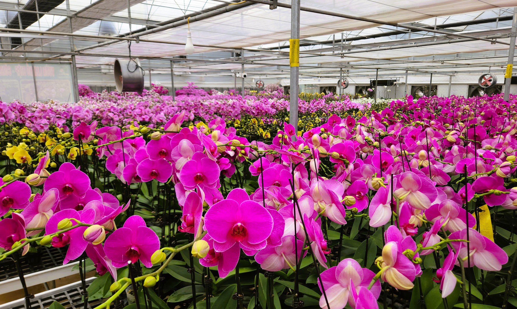 Đầu tư 10 tỉ đồng trồng loài hoa "quý tộc" bán cho người dân chơi Tết - Ảnh 5.