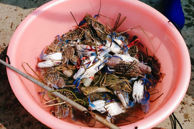 4 loại hải sản nhất định ĐỪNG MUA dịp sát Tết, người bán cũng phải thừa nhận: "Cho không chưa chắc dám ăn"- Ảnh 2.
