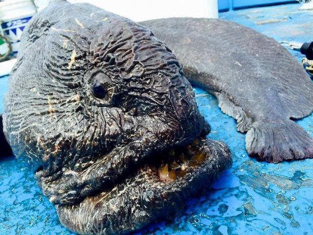 4 loại hải sản nhất định ĐỪNG MUA dịp sát Tết, người bán cũng phải thừa nhận: "Cho không chưa chắc dám ăn"- Ảnh 4.