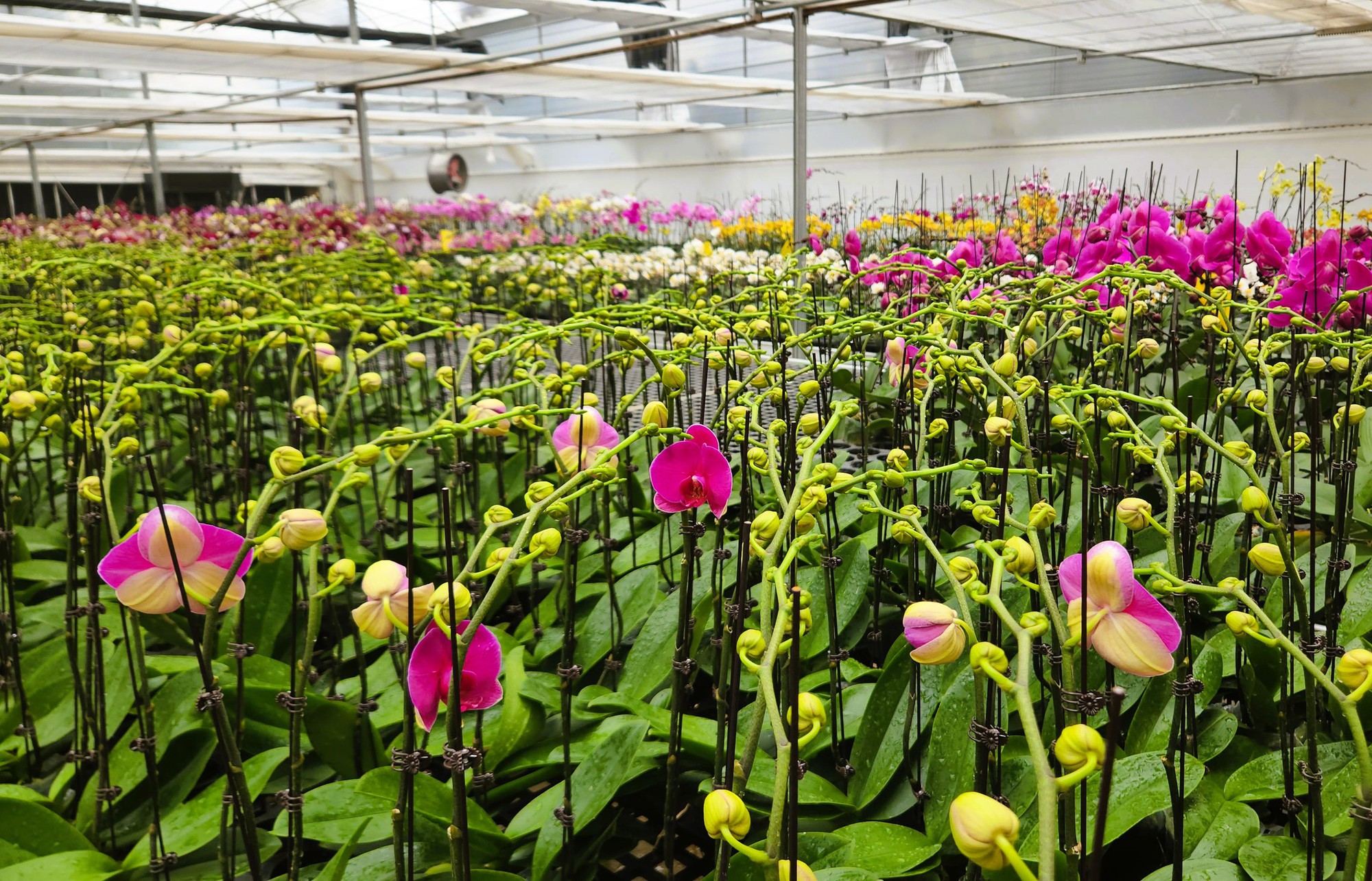 Đầu tư 10 tỉ đồng trồng loài hoa "quý tộc" bán cho người dân chơi Tết - Ảnh 6.