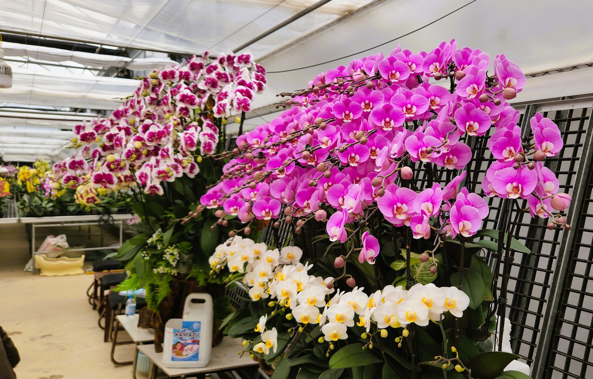 Đầu tư 10 tỉ đồng trồng loài hoa "quý tộc" bán cho người dân chơi Tết - Ảnh 13.