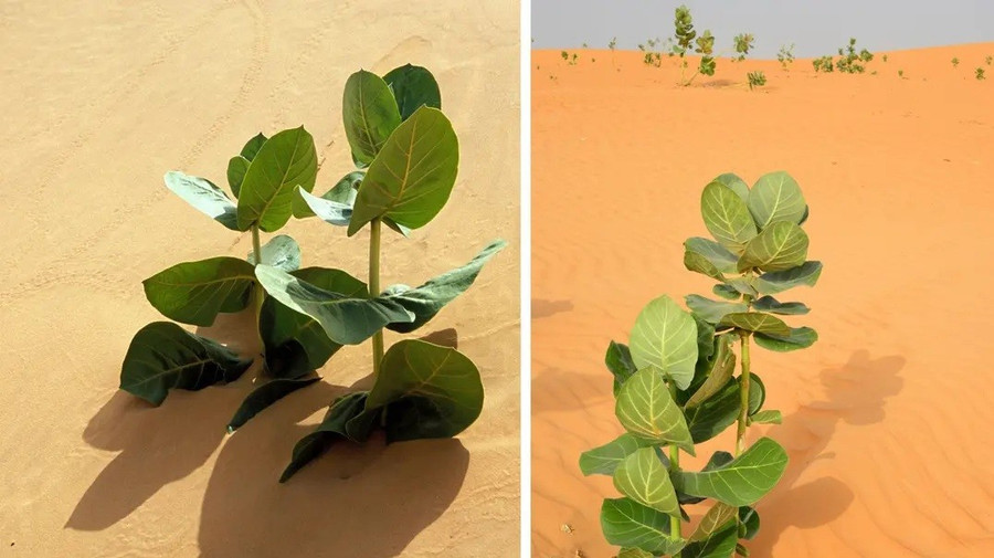 Trung Quốc biến sa mạc Gobi thành rừng cao su quân sự- Ảnh 1.