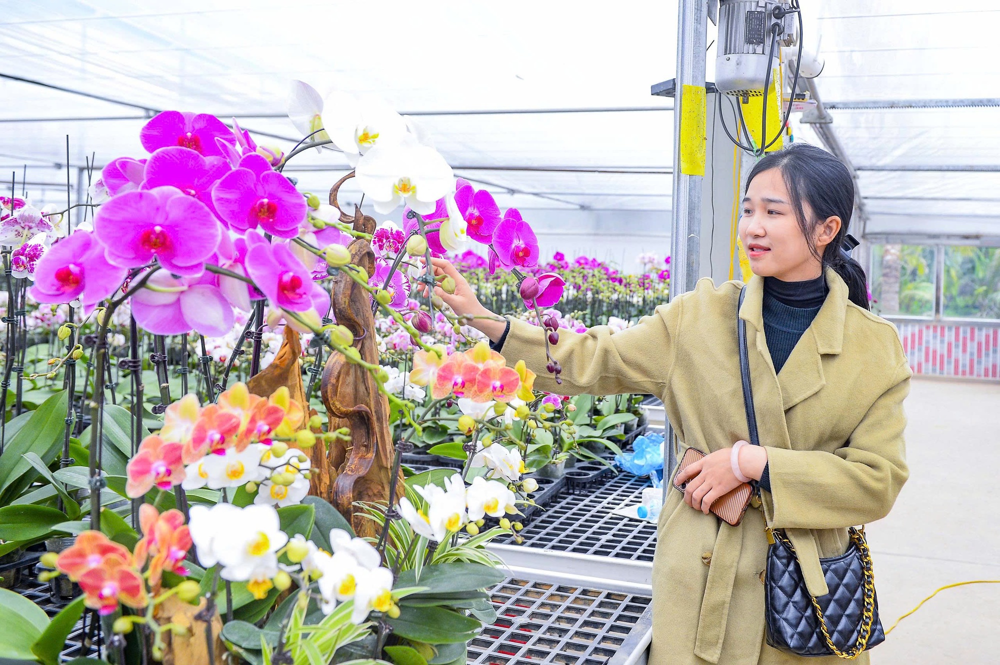 Đầu tư 10 tỉ đồng trồng loài hoa "quý tộc" bán cho người dân chơi Tết - Ảnh 8.