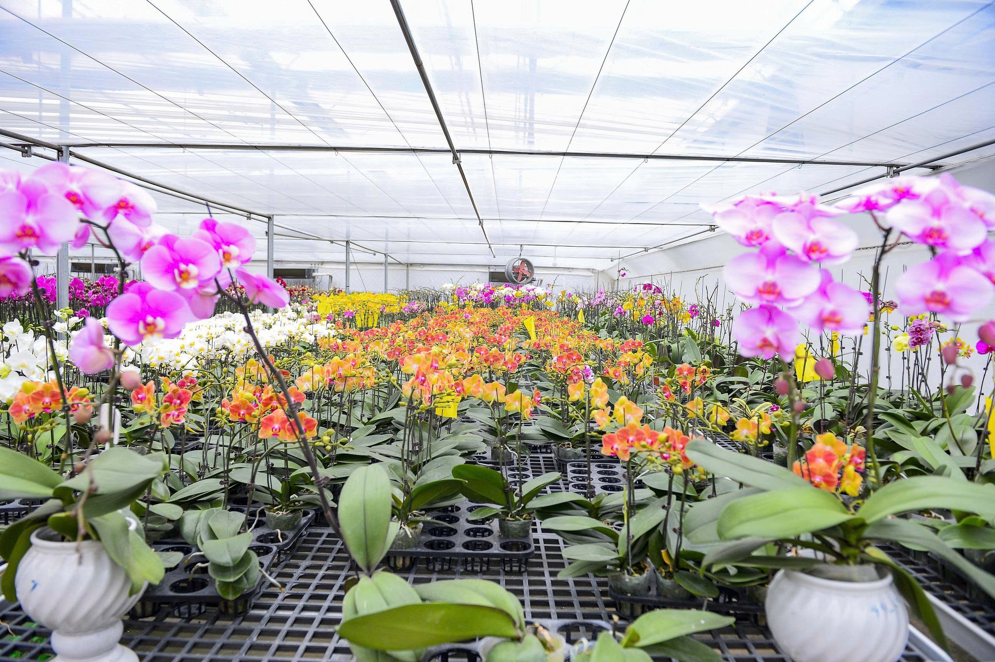 Đầu tư 10 tỉ đồng trồng loài hoa "quý tộc" bán cho người dân chơi Tết - Ảnh 7.