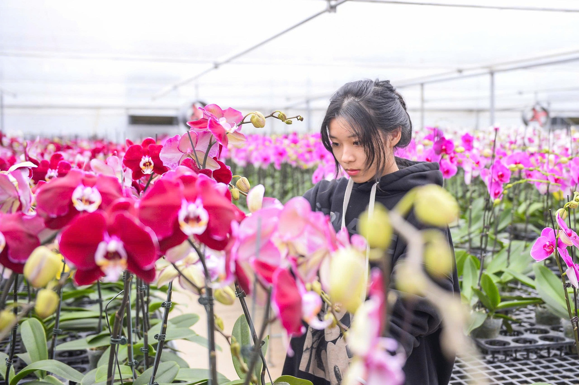 Đầu tư 10 tỉ đồng trồng loài hoa "quý tộc" bán cho người dân chơi Tết - Ảnh 3.