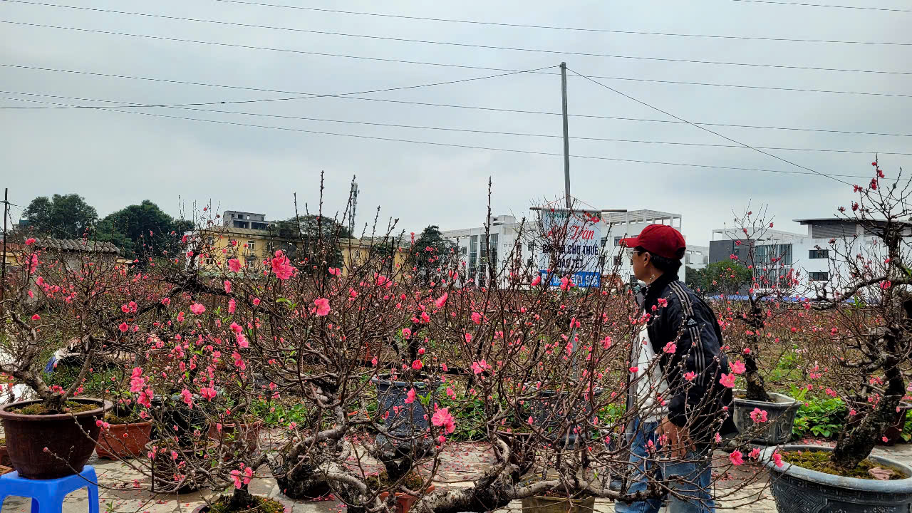 Hoa đào Tết nở sớm nhưng sức mua giảm , tiểu thương lo lắng - Ảnh 5.