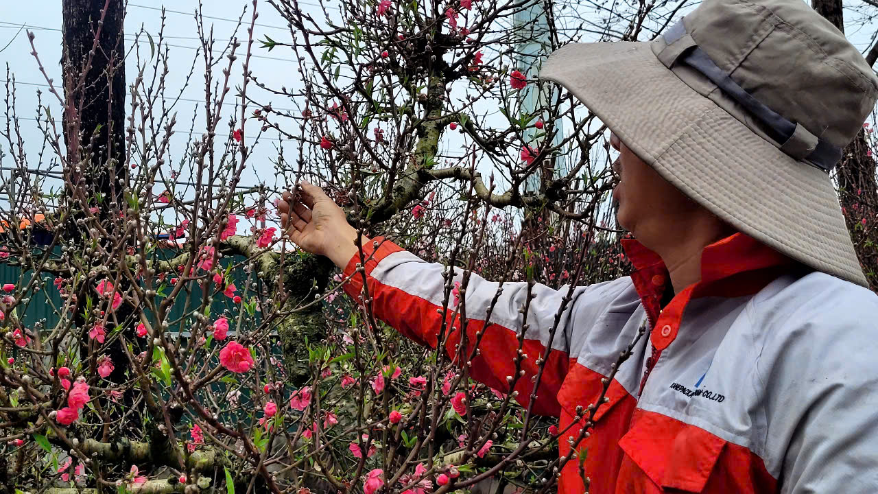 Hoa đào Tết nở sớm nhưng sức mua giảm , tiểu thương lo lắng - Ảnh 1.