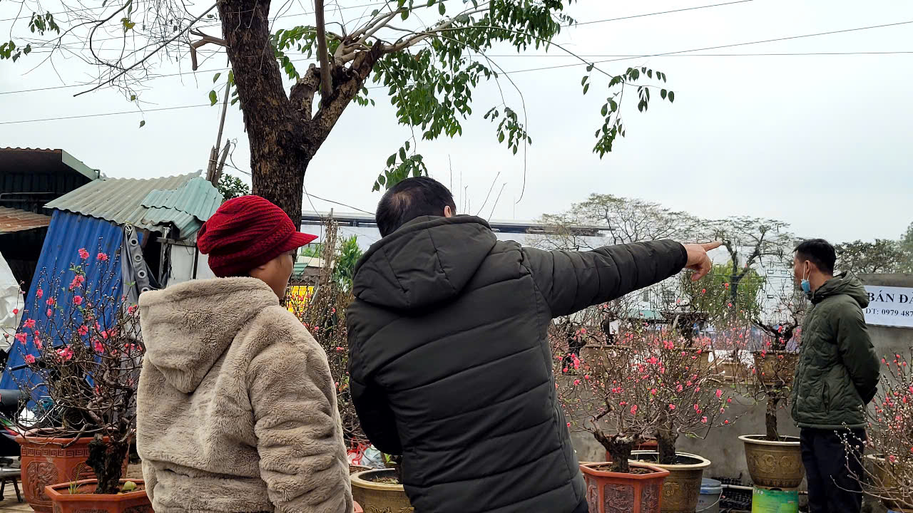 Hoa đào Tết nở sớm nhưng sức mua giảm , tiểu thương lo lắng - Ảnh 3.
