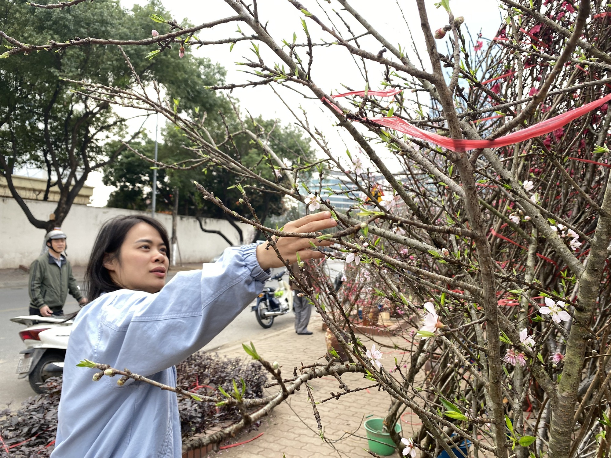 Hoa đào Tết nở sớm nhưng sức mua giảm , tiểu thương lo lắng - Ảnh 2.
