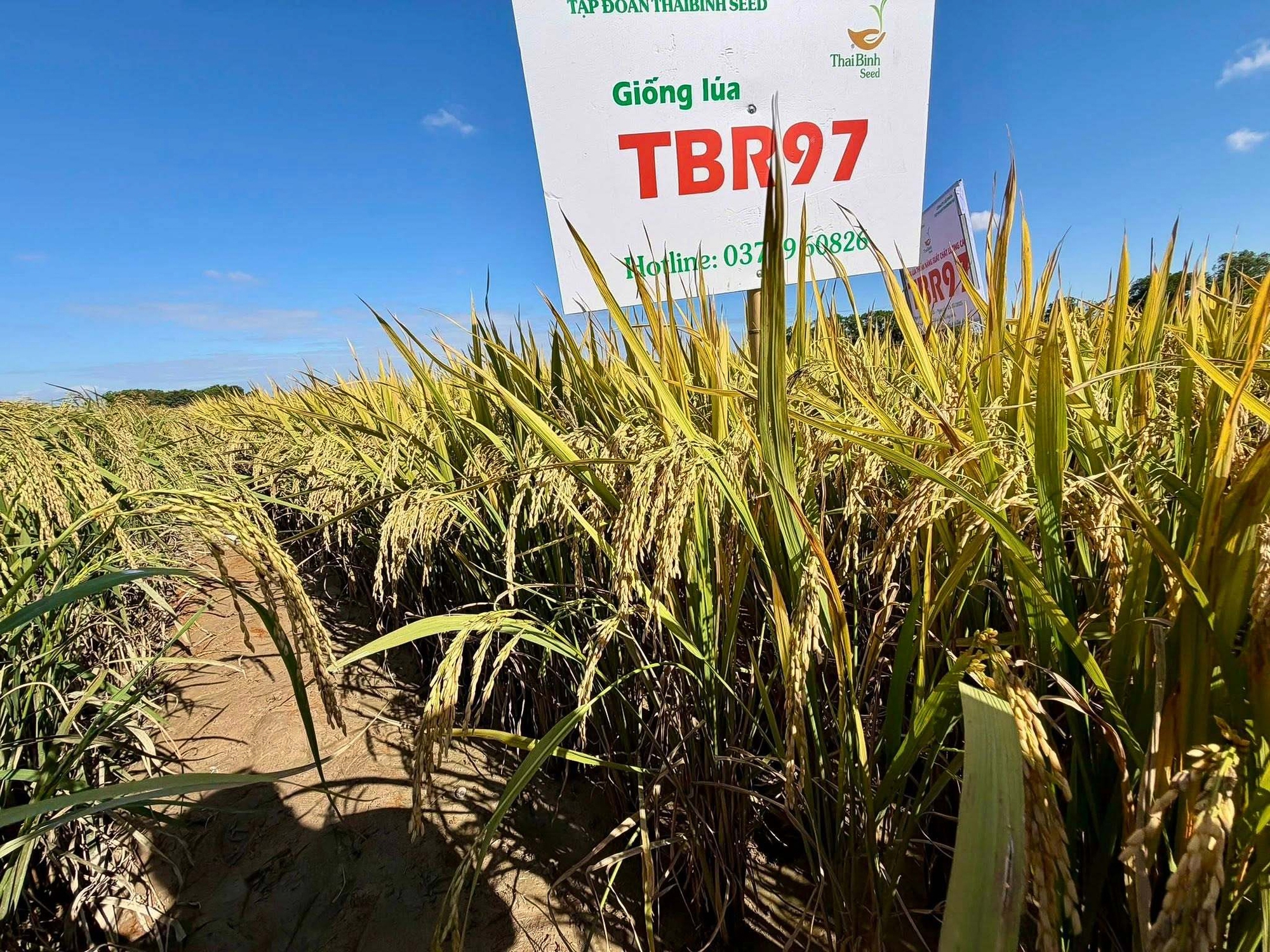 Từ nỗi đau theo trọn đời một Anh hùng Lao động đến bông lúa 1.247 hạt tặng Thủ tướng Phạm Minh Chính - Ảnh 9.