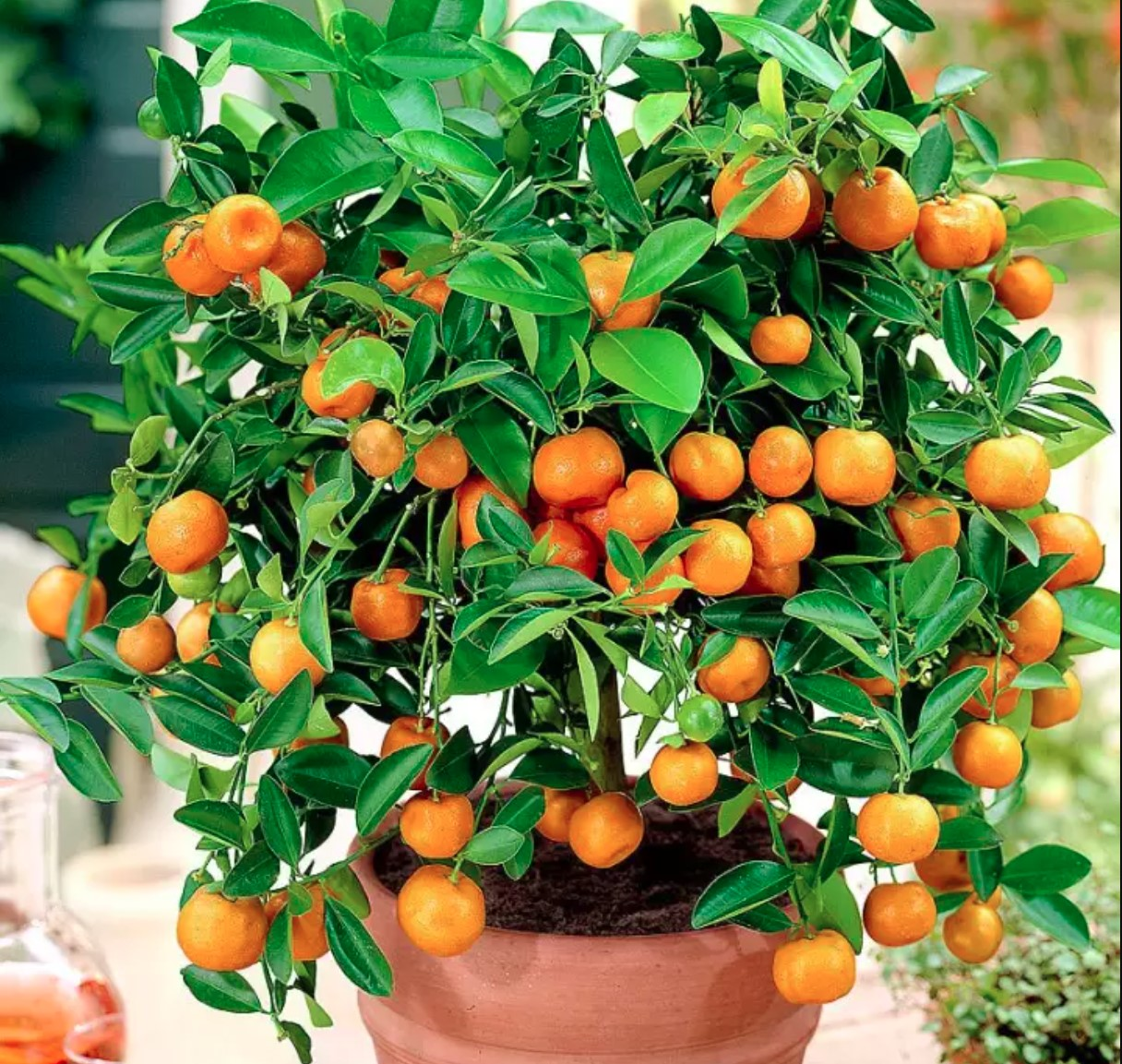 5 loại cây nhất định phải có trong nhà dịp Tết Bính Ngọ- Ảnh 1.