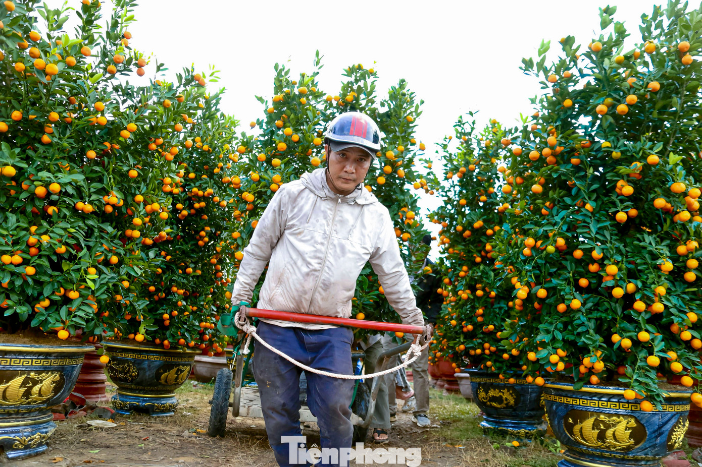 Nghề chở cây thuê ngày Tết- Ảnh 3.